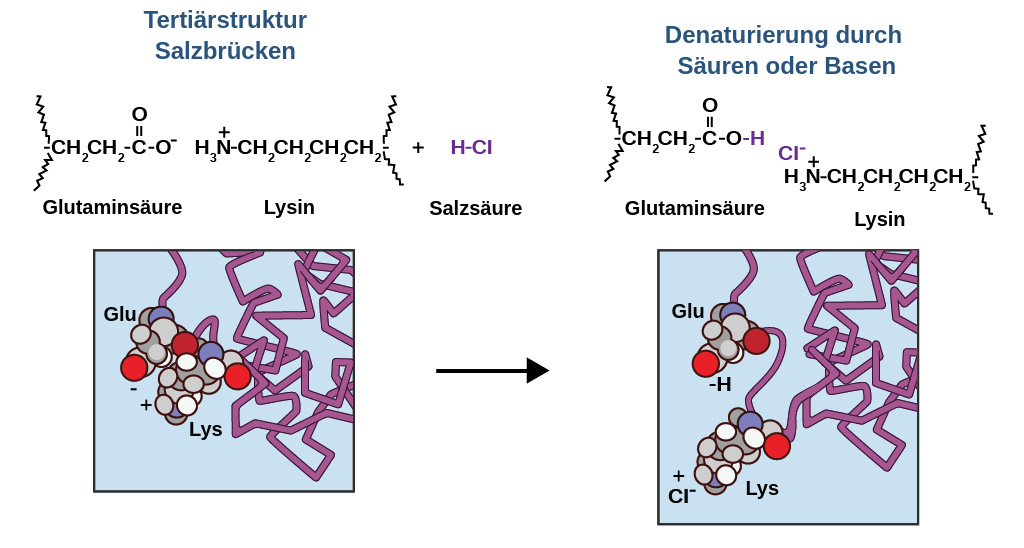 Wechselwirkung von Säuren und Basen mit Proteinen