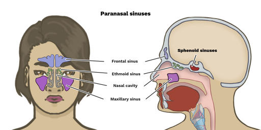 paranasal sinuses