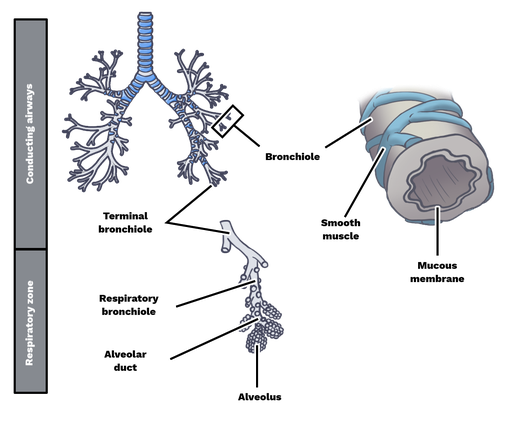 respiratory-bronchioles