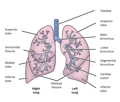 lung anatomy fissures