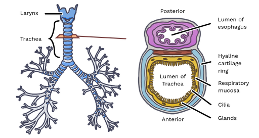 trachea cross section diagram