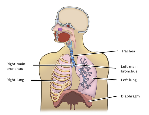 parts of respiratory system and its function