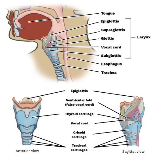 true and false vocal cords model