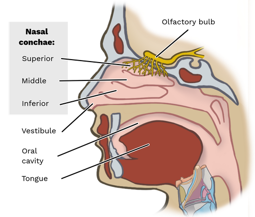 What is nasal clearance cavity