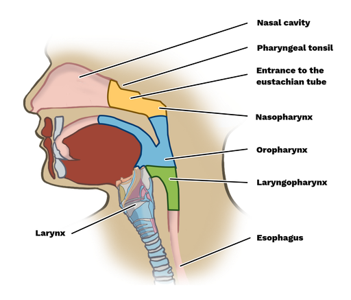 nasopharynx eustachian tube