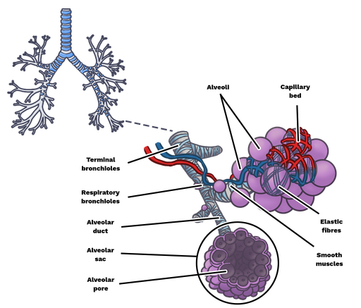 alveolus