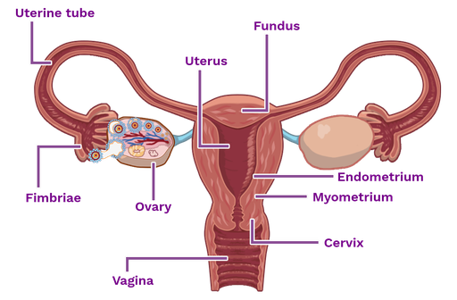 Female Reproductive System Labster 2110