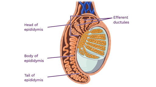 epididymis