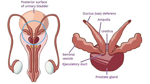 where are the seminal vesicles