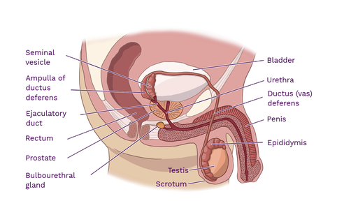 Reproductive System Diagram Male Anatomy Front View