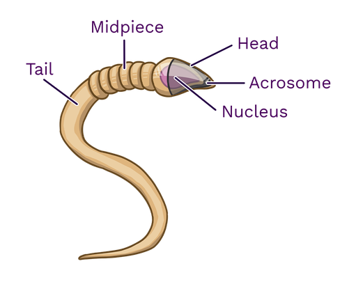 Sperm And Semen Labster Theory