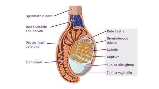 testis diagram