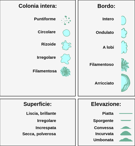 Quattro sezioni dell'immagine descrivono quattro caratteristiche delle colonie. La prima sezione descrive le colonie intere che possono apparire puntiformi, circolari, rizoidi cioè circolari con estensioni, irregolari o filamentose con lunghe estensioni.  La seconda sezione descrive il bordo che può apparire intero, cioè liscio, ondulato, cioè rotondo con bordi ondulati, lobato con grandi ondulazioni, filamentoso o arricciato, cioè rotondo e filamentoso in un modello circolare. La terza sezione descrive la superficie che può apparire liscia, scintillante, ruvida, rugosa, secca o polverosa. L'ultima sezione descrive l'elevazione che può essere piatta, sollevata, convessa, pulvinata, cioè molto elevata, o umbonata cioè non uniforme.