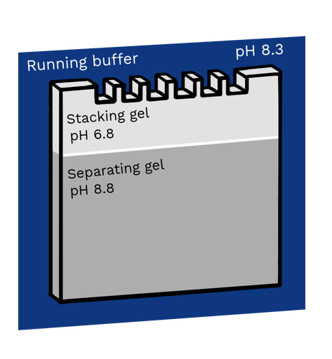 An acrylamide gel used for SDS-PAGE showing the two layers within it. At the top is the stacking gel and beneath it is the separating gel. The stacking gel has a pH of 6.8 and the separating gel has a pH of 8.8. The gel is inserted into a chamber filled with running buffer, which has a pH of 8.3.