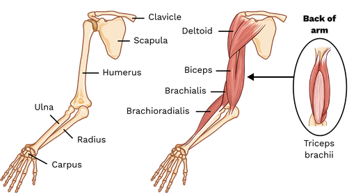 skeletal muscles and muscle groups