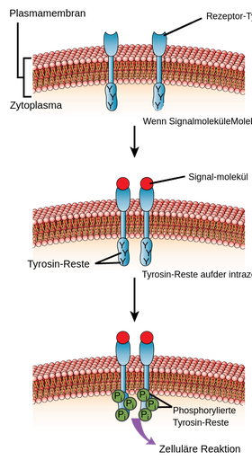Das erste Bild oben in der Abbildung zeigt zwei blaue, dünne, rechteckige Strukturen, die vertikal ausgerichtet sind, Rezeptor-Tyrosinkinase genannt werden und in die Plasmamembran eingebettet sind. Der obere Teil der Rezeptoren ragt zur Umgebung und der untere Teil zum Zytoplasma hin. Im unteren Teil sind die Tyrosin-Reste als Y-Buchstaben markiert. Der Pfeil, der das Ereignis beschreibt, wenn das Signalmolekül an die Rezeptoren bindet und sie dimerisieren, zeigt nach unten auf das mittlere Bild, das die gleichen Rezeptoren darstellt, welche aber nun näher zusammengerückt sind. An jedem oberen Teil der beiden blauen Rezeptoren ist eine rote Kugel befestigt, die als Signalmolekül bezeichnet wird. Der letzte Pfeil, der die Phosphorylierung der intrazellulären Domänen und die Auslösung der nachgeschalteten zellulären Reaktion beschreibt, zeigt nach unten auf das untere Bild, das die gleichen blauen, dimerisierten Strukturen mit roten Kugeln im oberen Teil zeigt, aber jetzt im unteren Teil, wo der Buchstabe Y ist, sind grüne kleine Kugeln mit dem Buchstaben P darin angebracht. Von diesen phosphorylierten Tyrosin-Resten zeigt ein lila Pfeil in Richtung der zellulären Antwort