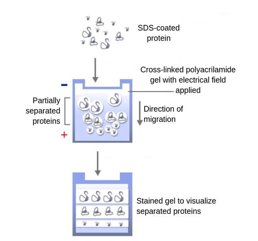 At the top of the image are SDS-coated proteins, visualised as black tangled strings of various sizes. Below, the proteins are put in blue rectangle with minus sign on top and plus sign at the bottom. The rectangular is called ‘Cross-linked polyacrylamide gel with electrical field applied’ and the arrow pointing down next to the rectangular shows the direction of migration. The last image at the bottom shows the same rectangle with the molecules of big size at the top, average size in the middle and small size at the bottom.