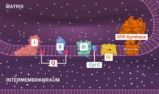 在结构图中，电子在光线下传输。内层膜的结构是线粒体的两倍，基质和膜的两倍。蛋白复合物，在不mittelbarer Nähe在Membran。这个复合物是由蛋白质组成的。膜蛋白中有atp合成酶泵。这是我们生活的一部分，是我们生活的一部分。一个2个，一个2个，一个3个，都是可以运输的，但是辅酶是可以运输的。Zwischen Komplex 3and4 ist in transportffactor, genntercytochromc, zu sehen。