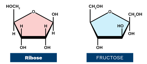 核糖和果糖分别循环à 5 chaînons。环核糖constitué在碳1 à 4和l'oxygène, l'oxygène在碳1和碳4之间。一个O H族是attaché à碳1的碳1的碳3的碳1的碳3的碳5的碳。在核糖中，O H族碳分子1和C H 2 O族碳分子4有两个基团。2和3个碳原子的氢氧根。果糖循环constitué碳2 à 5和l'oxygène, l'oxygène在碳2和碳5之间。一个O H族是attaché à碳1碳4的碳柱，碳6的碳柱。在果糖中，碳3的氢族和碳2的氢族和碳5的氢族是orientés。碳原子2和4的氢键群。