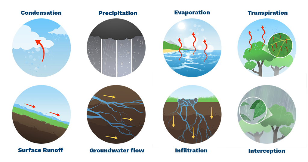 Water Cycle Processes combined in 8 separate images. Condensation is shown as water vapor condensing into clouds. Precipitation shows dark clouds along with rain, sleet, snow, and mist. For evaporation, there are red arrows from the ocean to the atmosphere. Transpiration shows red arrows from the leaves to the atmosphere. For surface runoff water is flowing down a hill. Groundwater is demonstrated as water flowing in narrow channels underground. For infiltration, surface water is being absorbed into the soil. Interception shows rain landing on a tree canopy.