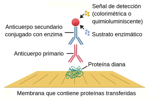 En la parte inferior de la imagen hay una membrana rectangular amarilla que contiene proteínas transferidas. Una molécula verde, llamada proteína diana, está unida a ella. A su vez, una molécula con forma de Y invertida roja está unida a ella. Es el anticuerpo primario. Otra molécula con forma de Y invertida de color azul está unida al extremo superior del anticuerpo primario. En la parte superior de esta segunda Y invertida hay una esfera roja unida. El conjunto de la esfera y la molécula azul se denomina anticuerpo secundario conjugado con enzima. Dos flechas apuntan hacia la esfera roja: una proviene de unas esferas amarillas pequeñas que se llaman señal de detección (colorimétrica o quimioluminiscente) y la otra de unas esferas pequeñas azul claro llamadas sustrato enzimático.