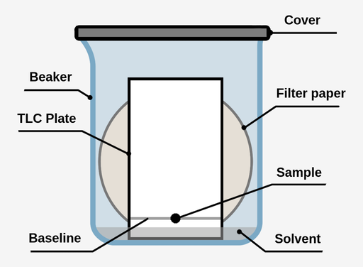 A TLC development chamber, a TLC plate is inside a covered beaker with a circular filter paper behind it. The TLC plate has a line drawn approximately 1.5 cm from the bottom of the plate, and a black sample dot on the center of this line. A small amount of solvent is present in the beaker, reaching just under the sample spot.